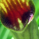 Illustration for article titled Scientists Have Just Discovered A New and Insane Pollination System